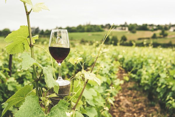 Vin Côte-Rôtie : l'élégance et la richesse du terroir Rhodanien